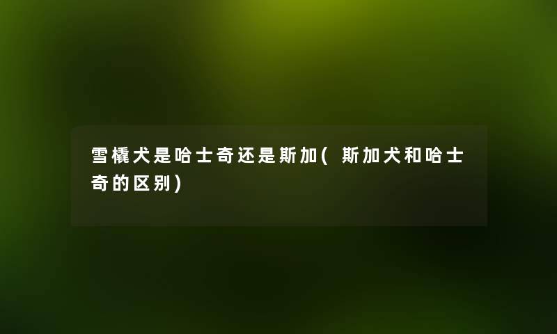 雪橇犬是哈士奇还是斯加(斯加犬和哈士奇的区别) 雪橇犬是哈士奇还是斯加(斯加犬和哈士奇的区别)